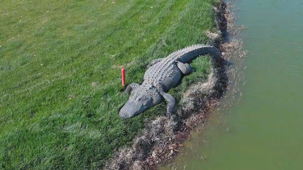 An alligator lays on the bank at the 13th Waterloo hole at the Dunes Golf and Beach Club in...