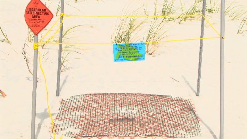 They are cute and tempting to touch but don’t. Sea turtle nesting season officially begins on...