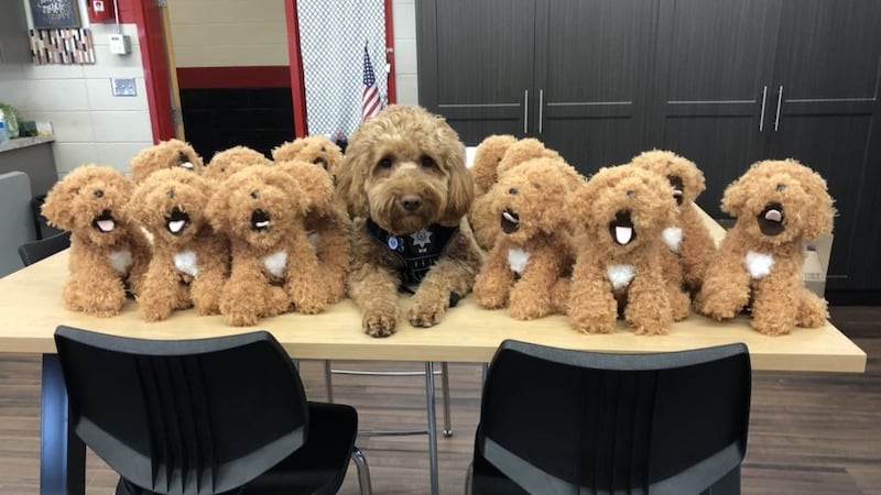 A group of high schools started an initiative to spread the joy of their favorite therapy dog...
