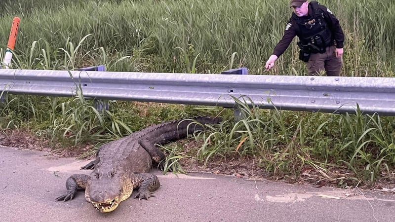 Brunswick County Sheriff’s Office deputies were called out to U.S. 17 twice Monday, May 13, to...