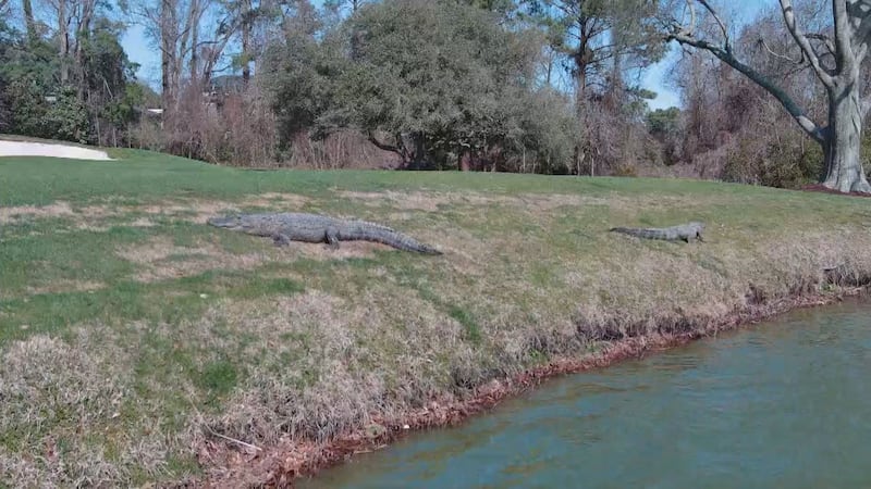 Golfers and spectators at the Myrtle Beach Classic may be joined by the alligator community...