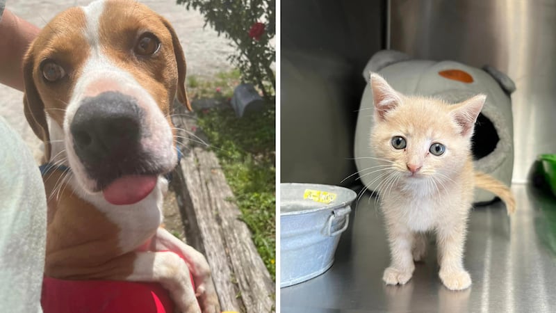 The Marion County Animal Shelter is pleading for help to take care of the nearly 200 animals...