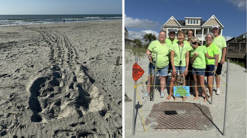 Trained volunteers with the Garden City Surfside Sea Turtle Guardians group found the first...