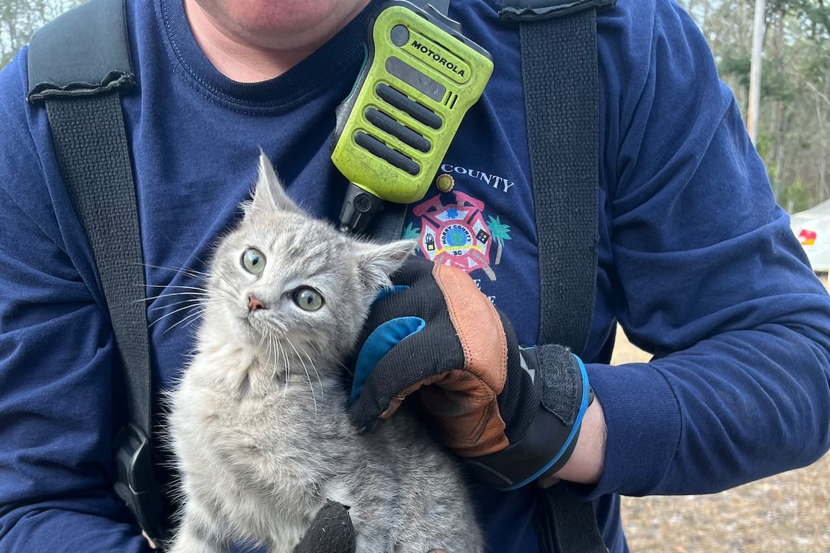 preloaded gallery image